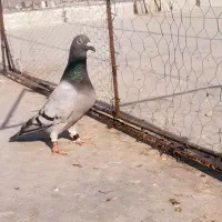پلاکی نشسته