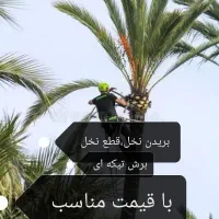 بریدن نخل و درخت قطع نخل و درخت هرس ت نقاط اهواز