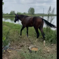 اسب ترکمن آخال تکه|اسب و تجهیزات اسب‌سواری|احمدسرگوراب, |دیوار