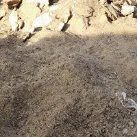 فروش کودگاوی وگوسفندی