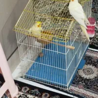 عروس هلندی زعفرانی|پرنده|فردیس, شهرک وحدت|دیوار