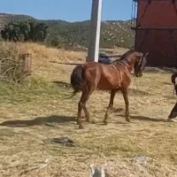 یورقه تندباری|اسب و تجهیزات اسب‌سواری|مریوان, |دیوار