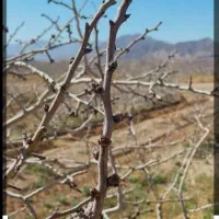 حرص درختان پسته