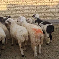 فروش 15عدد بر نره 40کلویی|حیوانات مزرعه|یزد, |دیوار