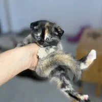 نژاد اسکاتیش