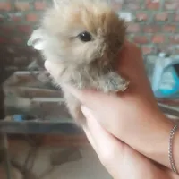 خرگوش