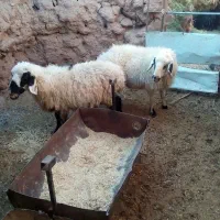 دوتا میش جوان بر ه رسون|حیوانات مزرعه|جلگه ماژان, |دیوار