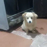 واگذاری سگ|سگ|چناران, |دیوار