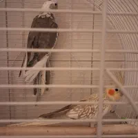 عروس هلندی مولد