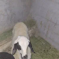 فروش بره ماده سالم|حیوانات مزرعه|ساوه, |دیوار