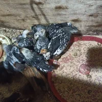 جوجه سبرایت|حیوانات مزرعه|تنکابن, |دیوار