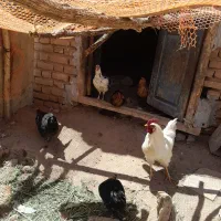 مرغ و خروس اصل