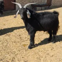 گوشت کهره 730