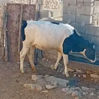 تلیسه مونت اصل واقعآ نژادش اصل|حیوانات مزرعه|لوداب, |دیوار