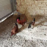 دو عدد مرغ یک عدد خروس