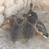 اردک کله سبز اصل کوهی|حیوانات مزرعه|کوهدشت, |دیوار