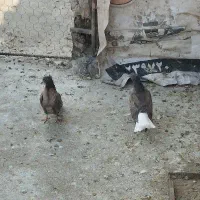 جوجه کبوتر|پرنده|گنبد کاووس, |دیوار