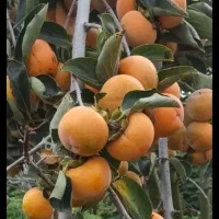 خرمالو