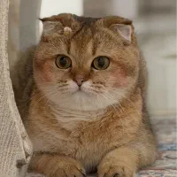گربه اسکاتیش ماده برای جفت گیری