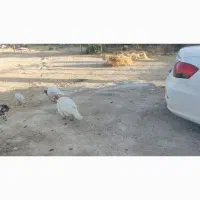 بوقلمون محلی|حیوانات مزرعه|مرودشت, محمد آباد|دیوار
