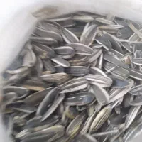 تخمه آفتابگردان