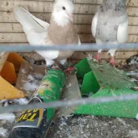 کبوتر گره هوایی فول همه رنگ رمکان