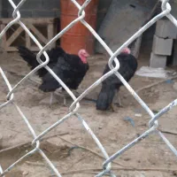 دوتا بوقلمون نر