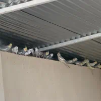 عروس هلندی|پرنده|لار, |دیوار