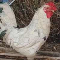 خروس گلین چهل تاج جوان