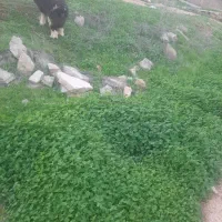 بره و بیگ|حیوانات مزرعه|مسجد سلیمان, |دیوار