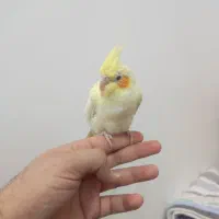 عروس هلندی چشم شرابی