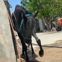اسب مادیون مشکی درهشوری