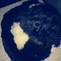 هدفون نو.. تابلو اسسنپ آهنربایی.. پاد دائمی|لوازم جانبی موبایل و تبلت|بجنورد, |دیوار