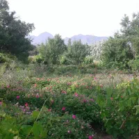 نهال بادام  اعلا