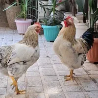 مرغ و خروس محلی|حیوانات مزرعه|تهران, قاسم‌آباد|دیوار