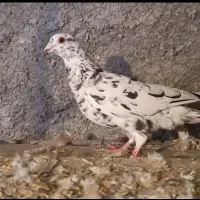 20تا مادع ساار سرخ کرمونی|پرنده|تربتحیدریه, بی بی حسنیه|دیوار