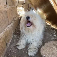 سگ تریر معاوضه با مرغ برهما یا کبوتر