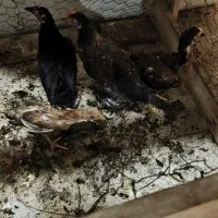 مرغ خروس محلی ، لاری