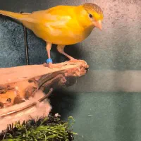 معاوضه جهت تنوع