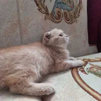 اسکاتیش کاراملی|گربه|تبریز, |دیوار