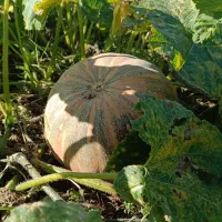 کدو حلوایی شیرین|خوردنی و آشامیدنی|ساری, |دیوار