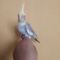 جوجه عروس هلندی