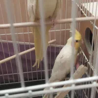 عروس هلندی لوتینو - جفت