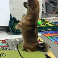 پامراین روباهی