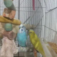 مرغ عشق انگلیسی و فنچ نرگسی تخمی|پرنده|زاهدان, |دیوار