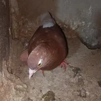 کبوتر دم سفید|پرنده|گناباد, |دیوار