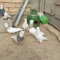 کبوتر طوقی ۱۰ عدد