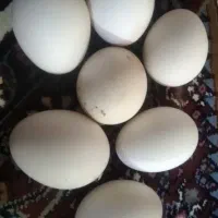 تخم‌مرغ لاری