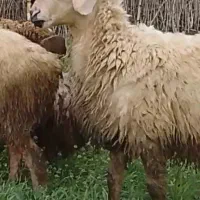 بیست گوسفندشیشک با یک عدد قوچ و چندتابز