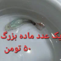 گوپی مولد و...|ماهی|چهاردانگه (تهران), |دیوار